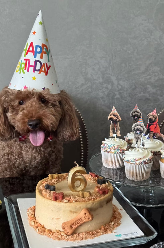 Köpekler İçin Kemik Süslemeli Pasta