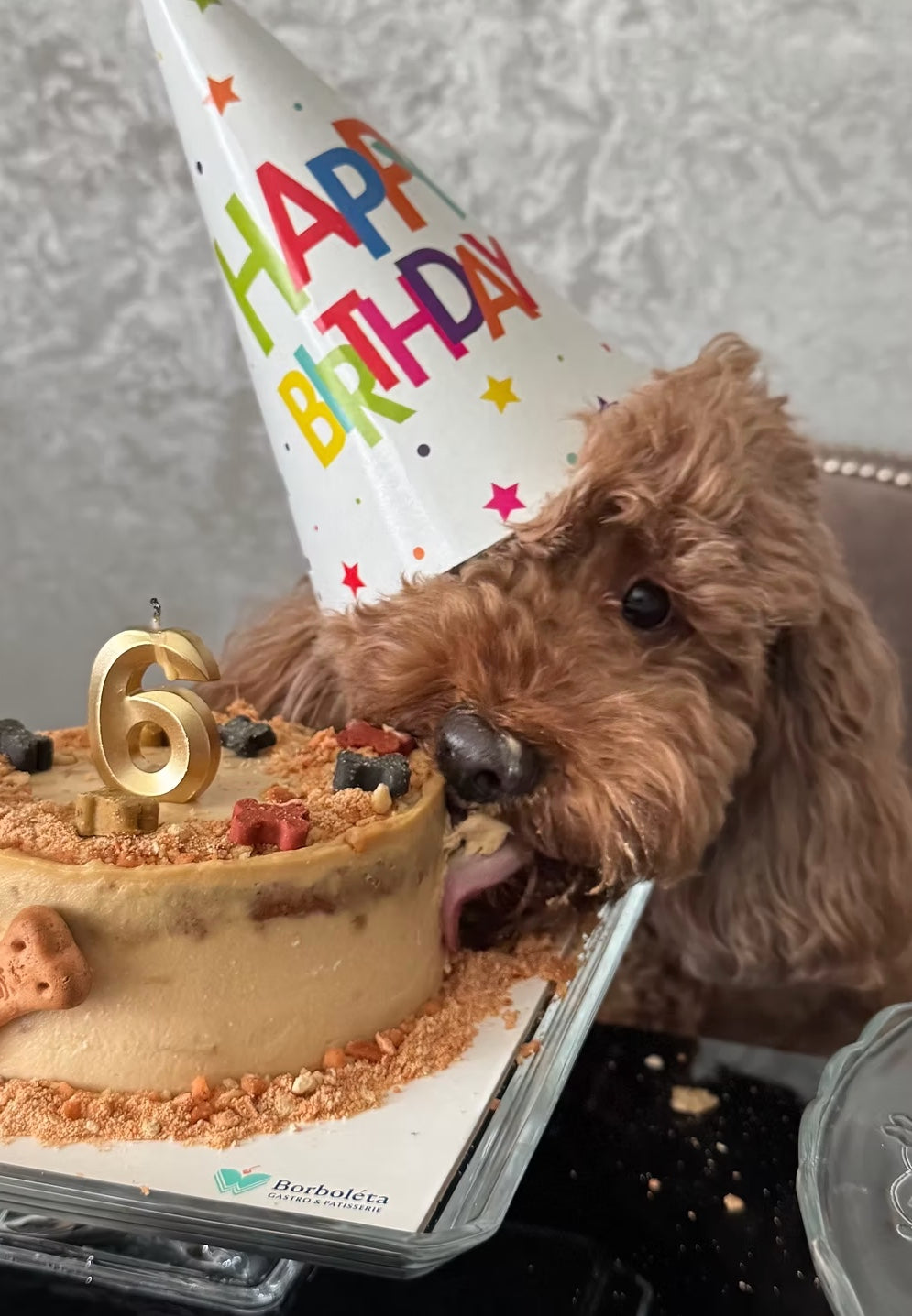 Köpekler İçin Kemik Süslemeli Pasta